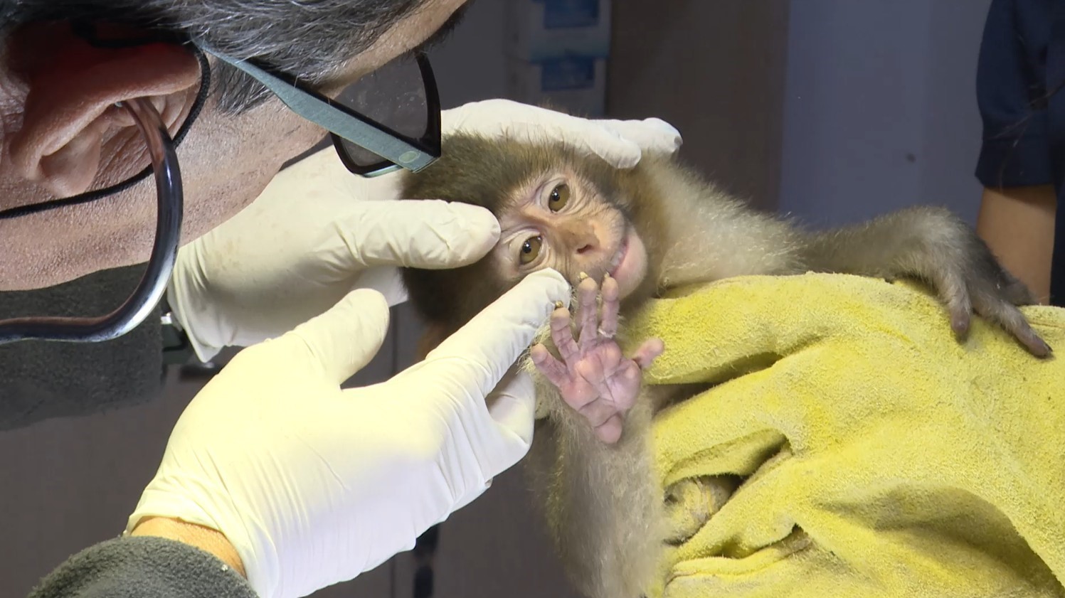 Terminalde koli içinde yakalanan yavru maymunun ’Fıstık’ gibi hayatı oldu