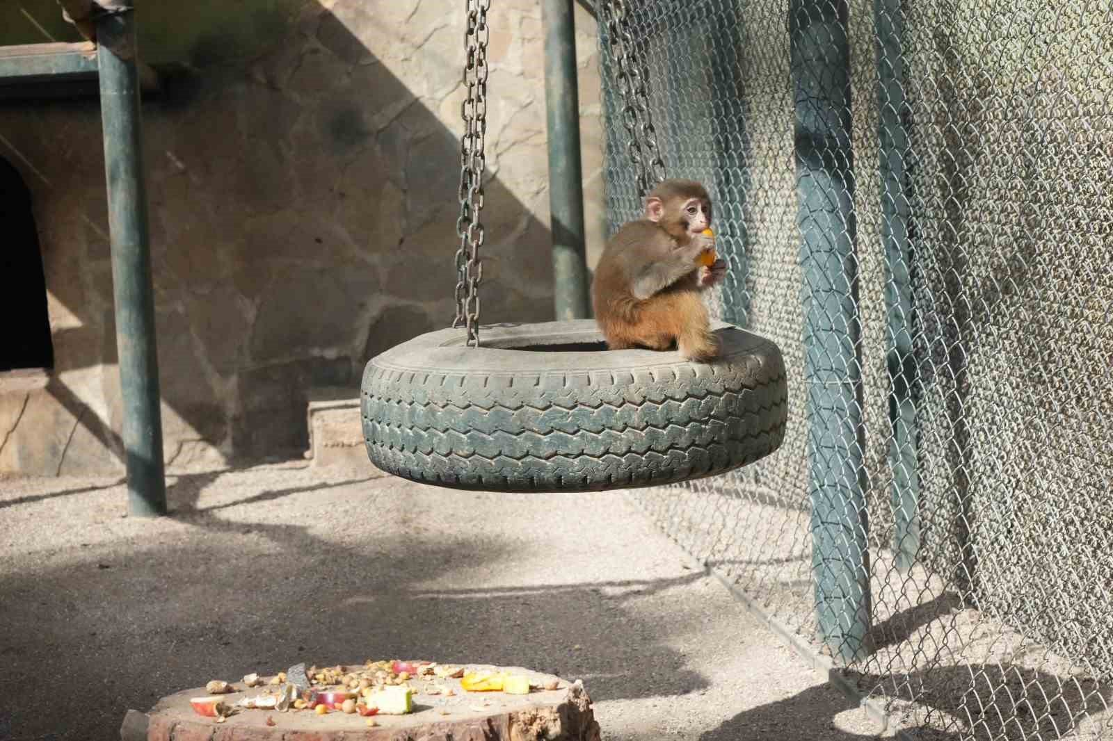 Terminalde koli içinde yakalanan yavru maymunun ’Fıstık’ gibi hayatı oldu