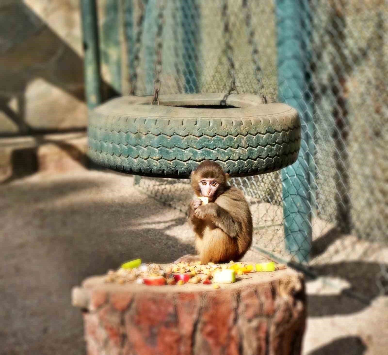 Terminalde koli içinde yakalanan yavru maymunun ’Fıstık’ gibi hayatı oldu