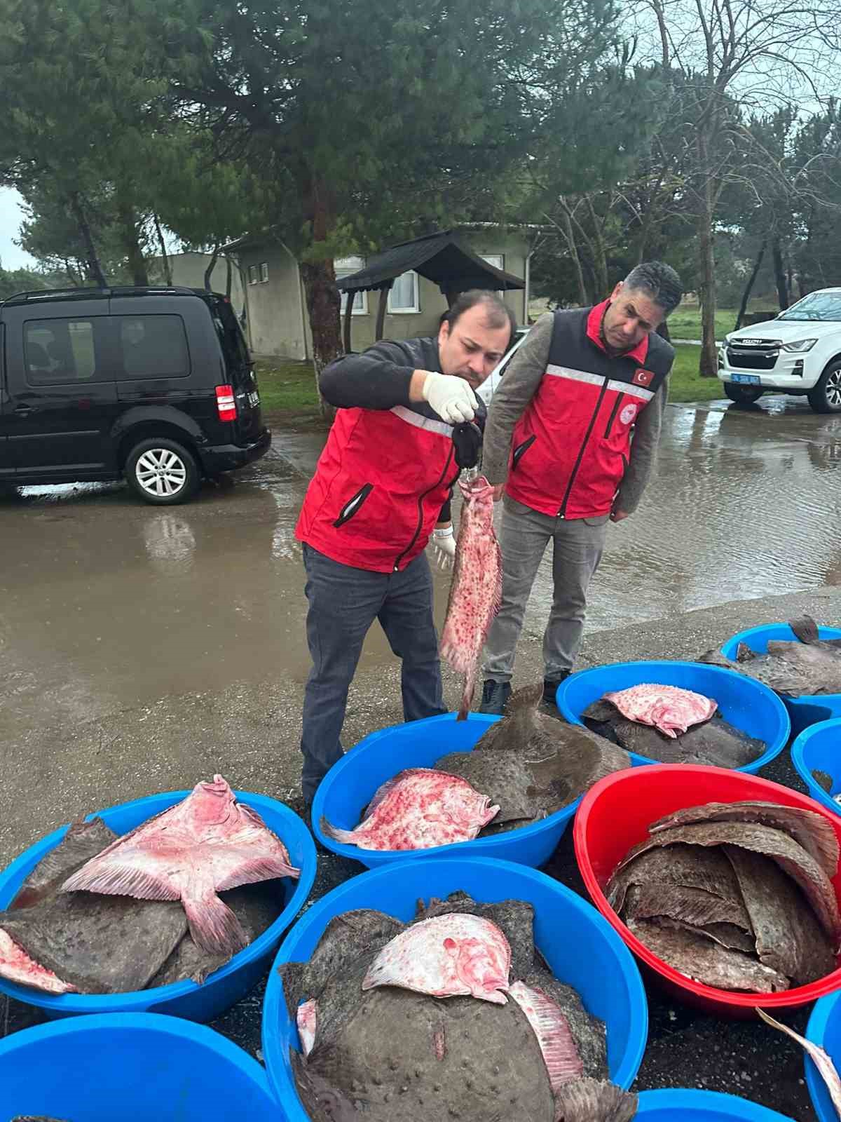 Kaçak avcılık operasyonunda 500 kalkan balığına el konuldu