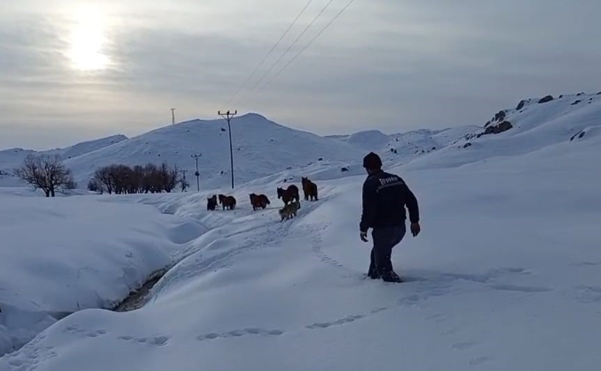 Batman’da dağda mahsur kalan 6 katır kurtarıldı