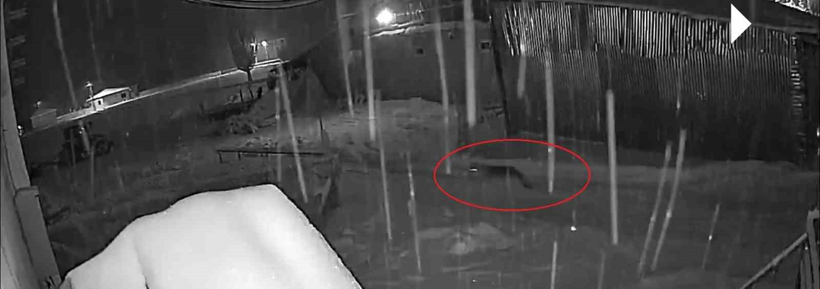 Bayburt’ta kurt sürüsünün köpeği kovaladığı anlar kamerada