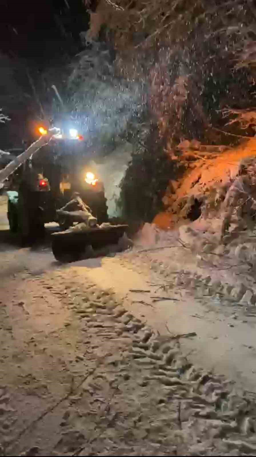 Sinop’ta ağaç devrildi