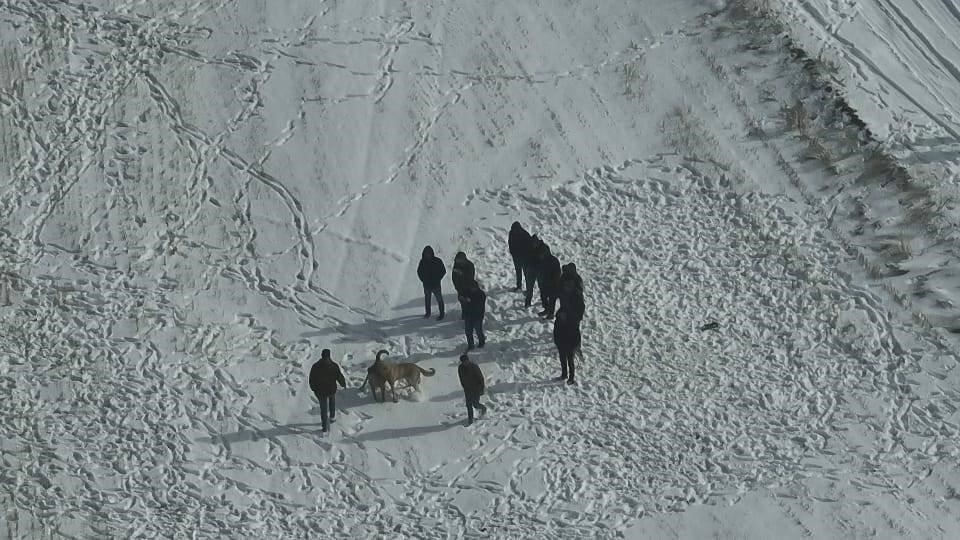 Nevşehir’de köpek dövüşüne jandarma baskını