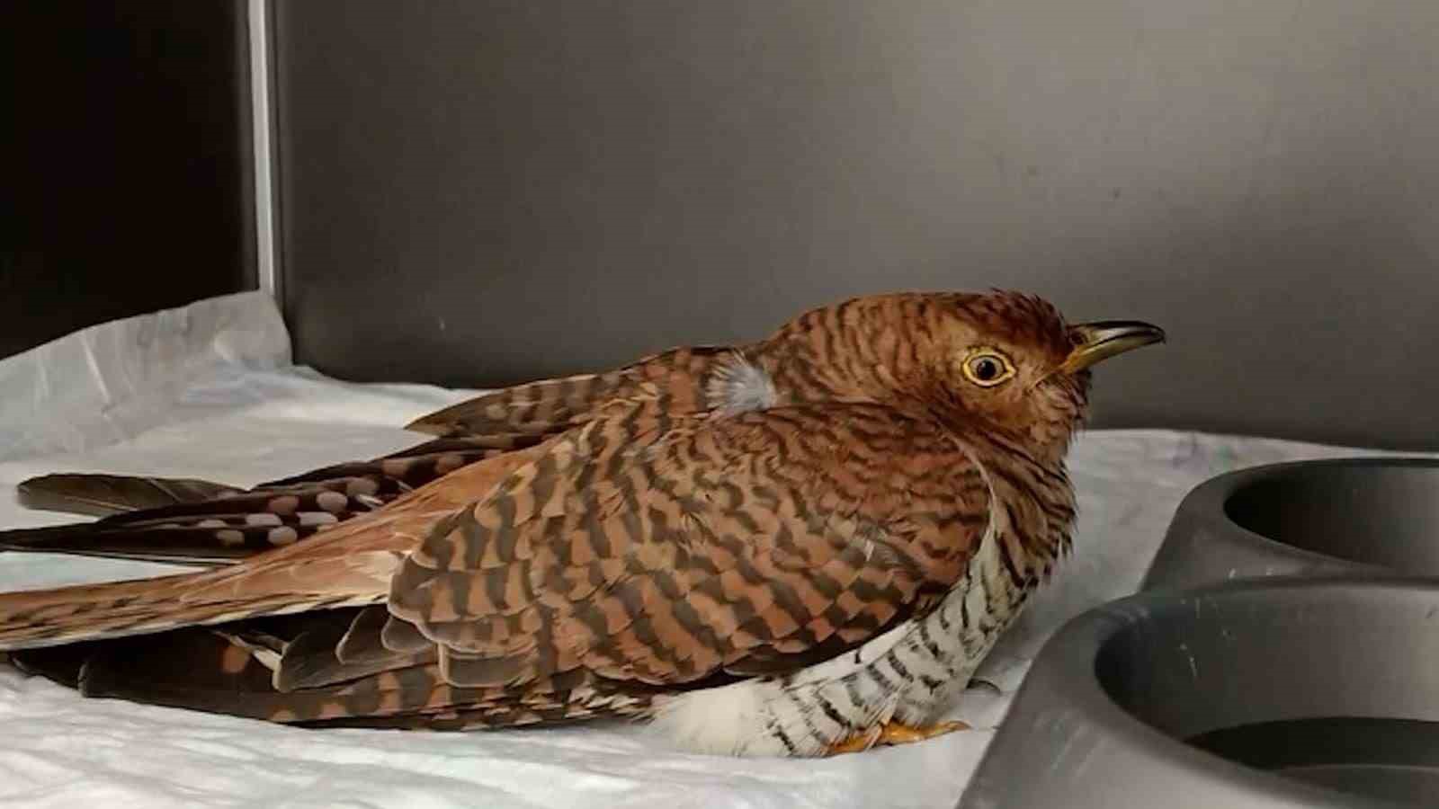 Bolu’da 132 yaban hayvanı tedavi edilerek doğaya salındı