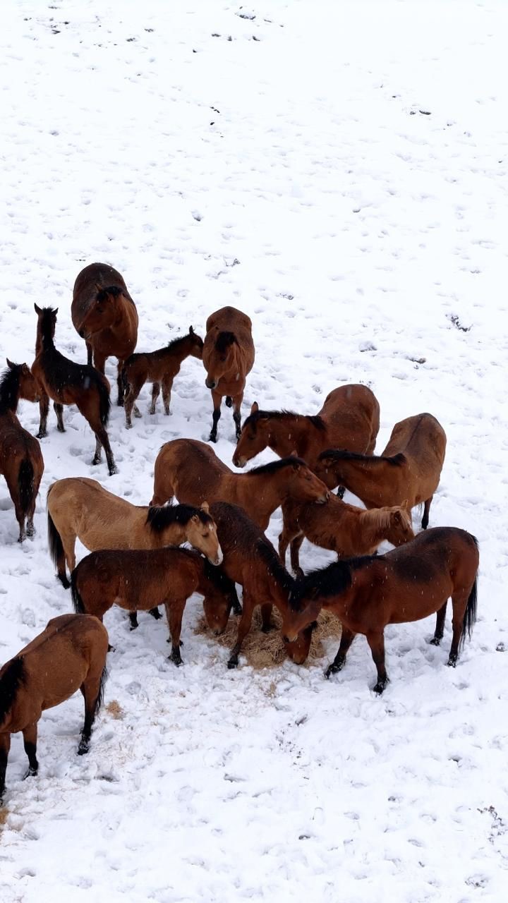 Bolu’da şehir merkezine inen yılkı atlarını belediye ekipleri besledi
