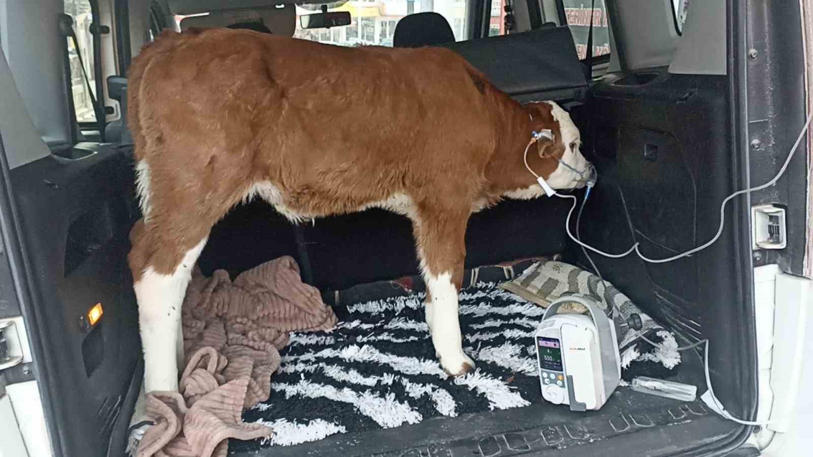 Dumandan zehirlenen 6 günlük buzağıya bagajda acil müdahale