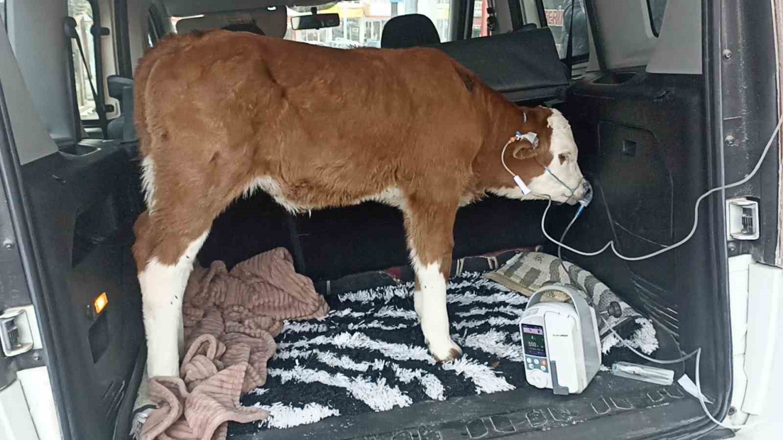 Dumandan zehirlenen 6 günlük buzağıya bagajda acil müdahale