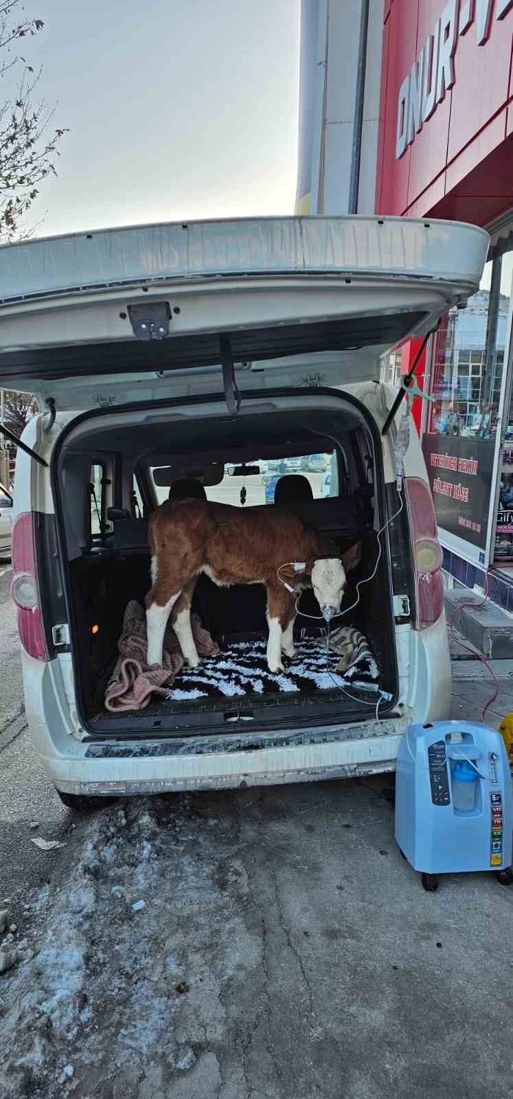 Dumandan zehirlenen 6 günlük buzağıya bagajda acil müdahale