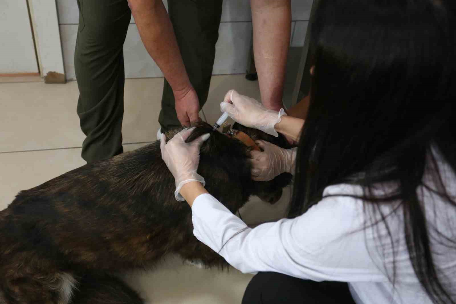 Kepez’in şefkat eli 2025’te binlerce can dosta uzandı