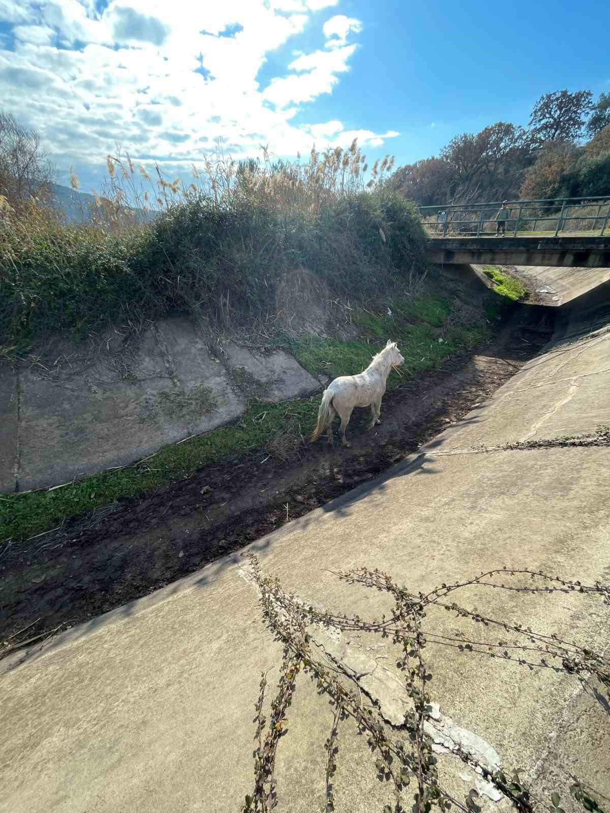 Ayvalık’ta itfaiyeden at kurtarma operasyonu