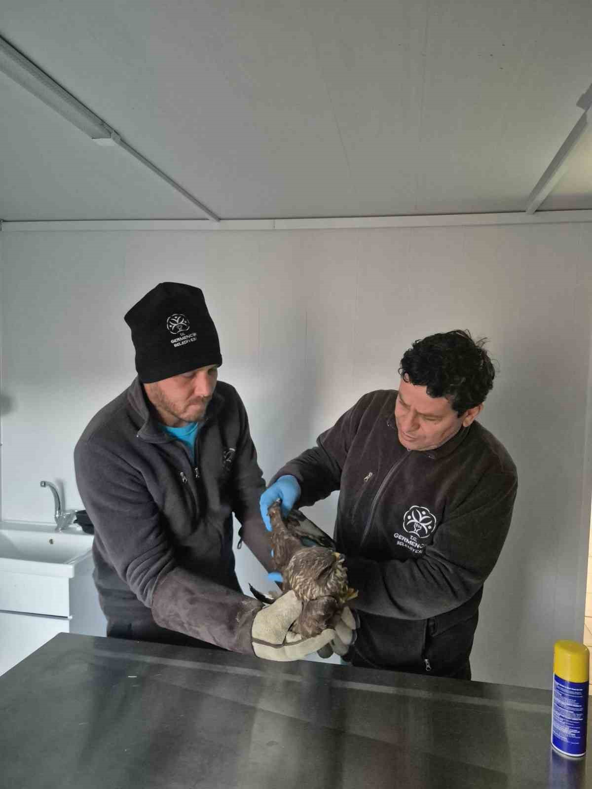 Germencik Belediyesi yaralı şahini tedavi etti