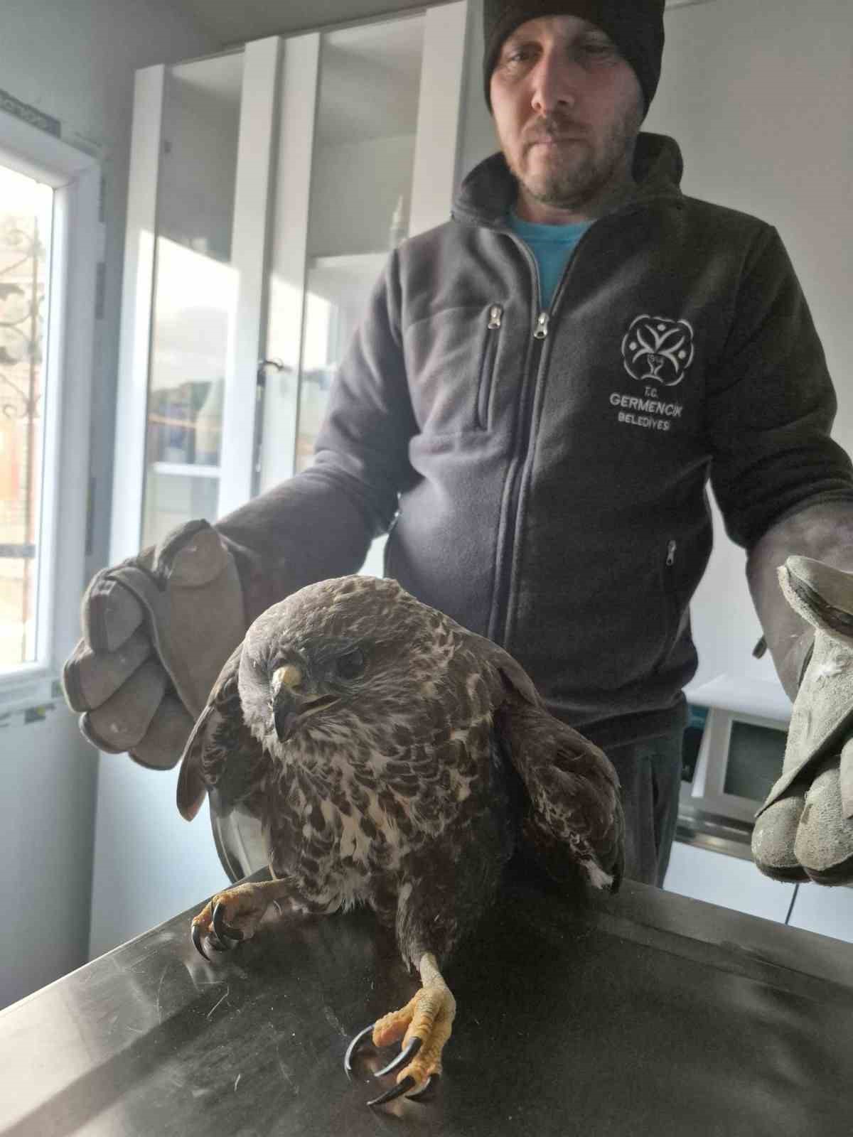 Germencik Belediyesi yaralı şahini tedavi etti