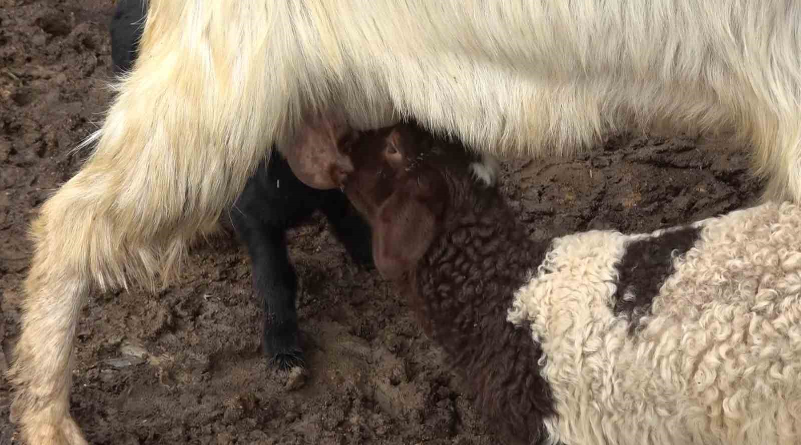 Annesinin kabul etmediği kuzuyu keçiler sahiplendi