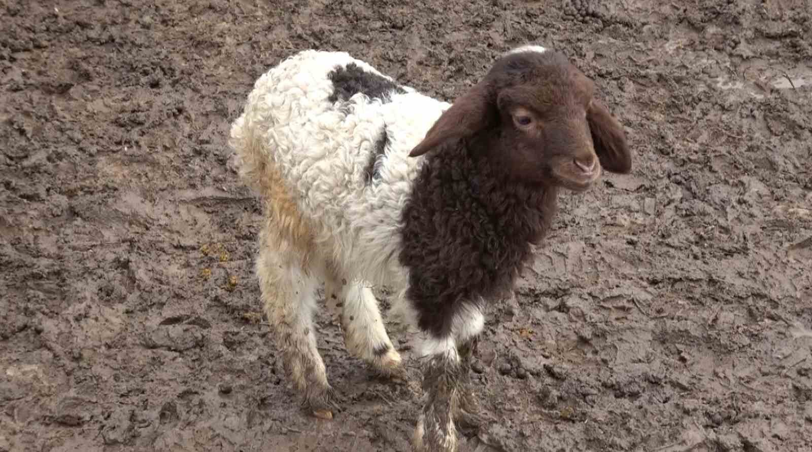 Annesinin kabul etmediği kuzuyu keçiler sahiplendi