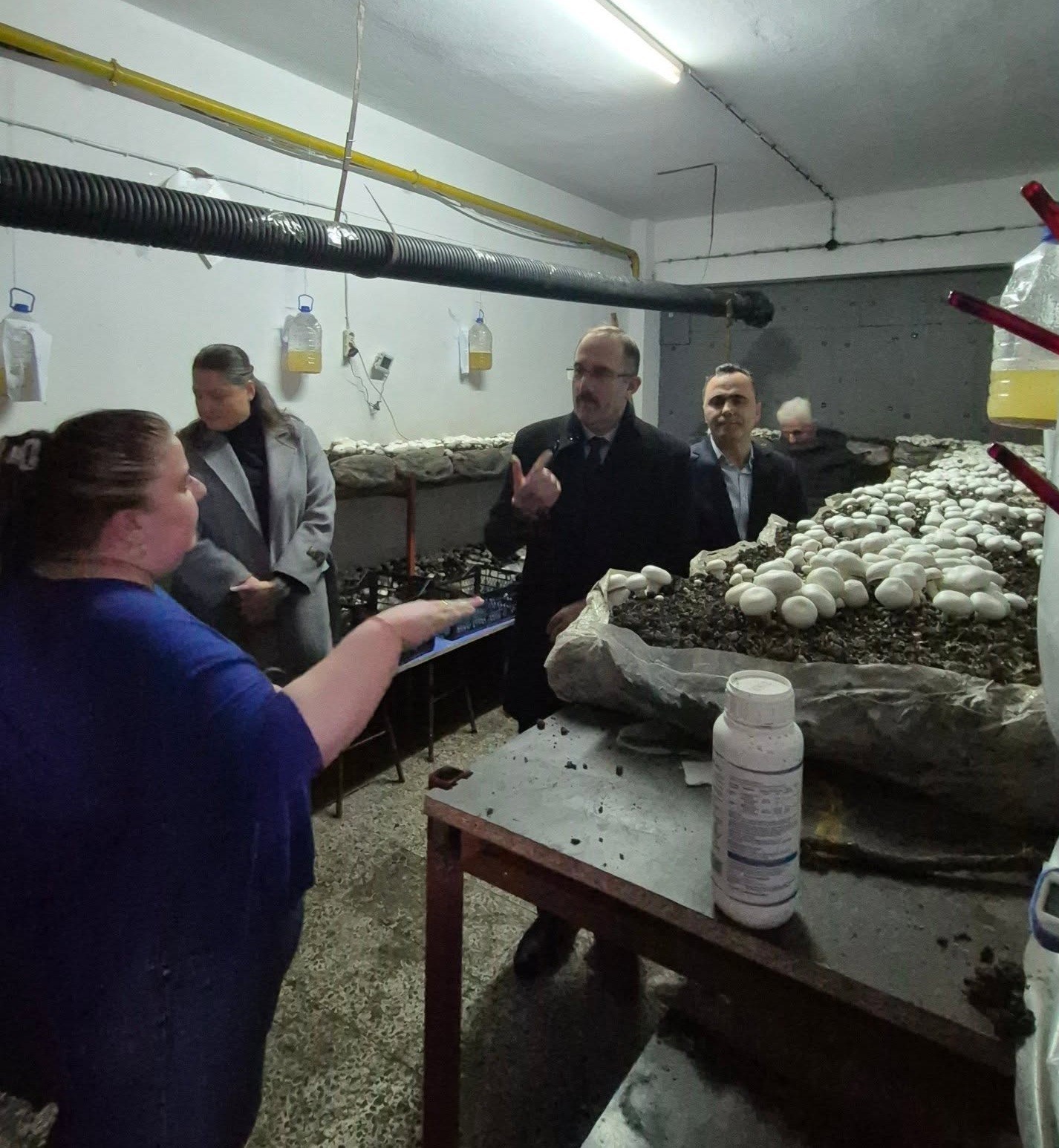 Öğrencilerin yetiştirdiği kültür mantarı hasadı yapıldı