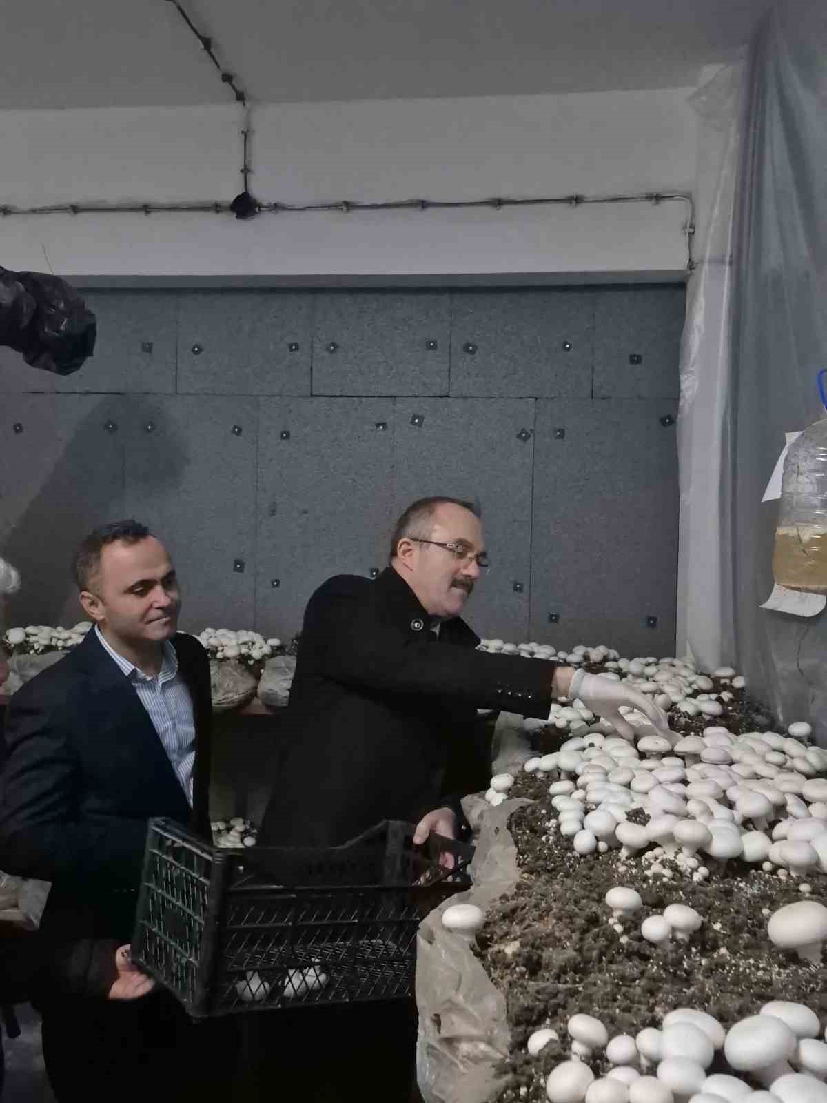 Öğrencilerin yetiştirdiği kültür mantarı hasadı yapıldı