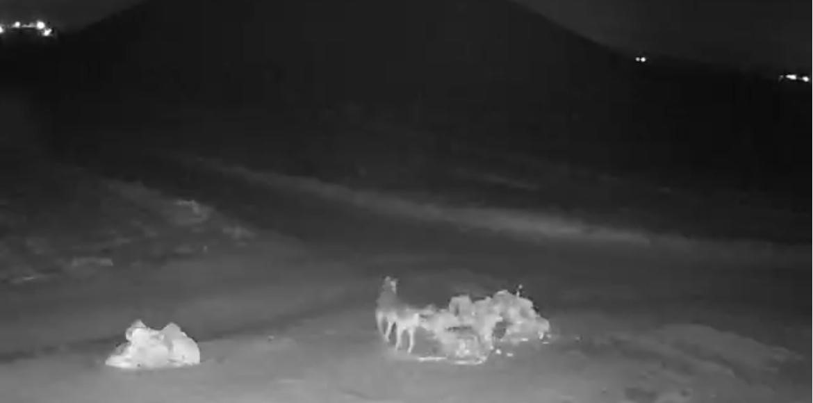 Aç kalan kurtlar köye indi