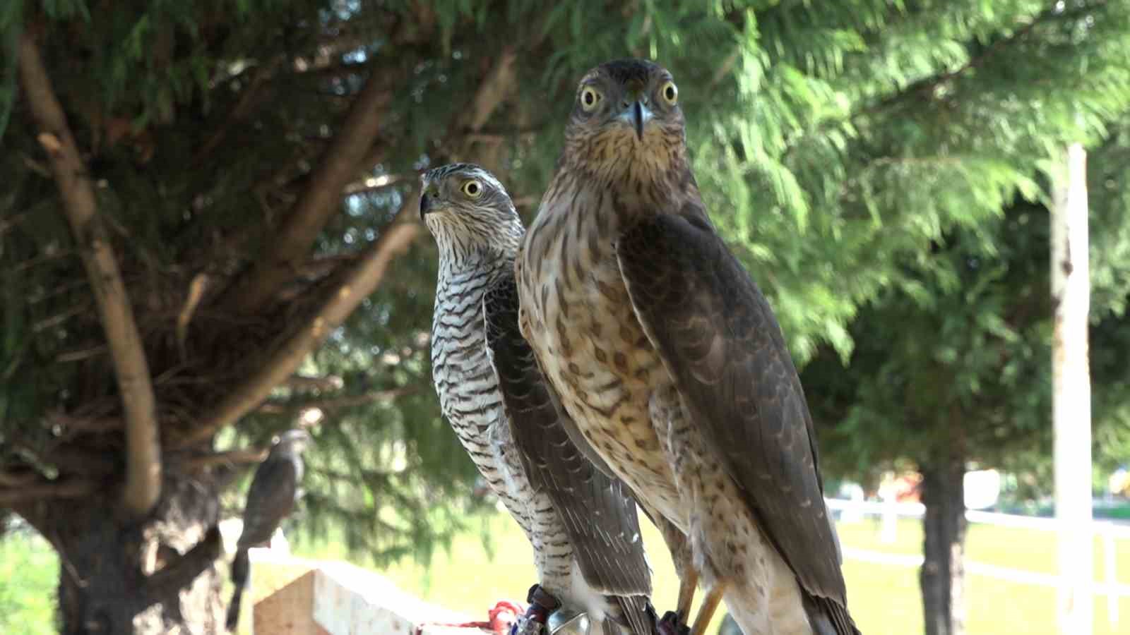 Atmacacılığın serüveni