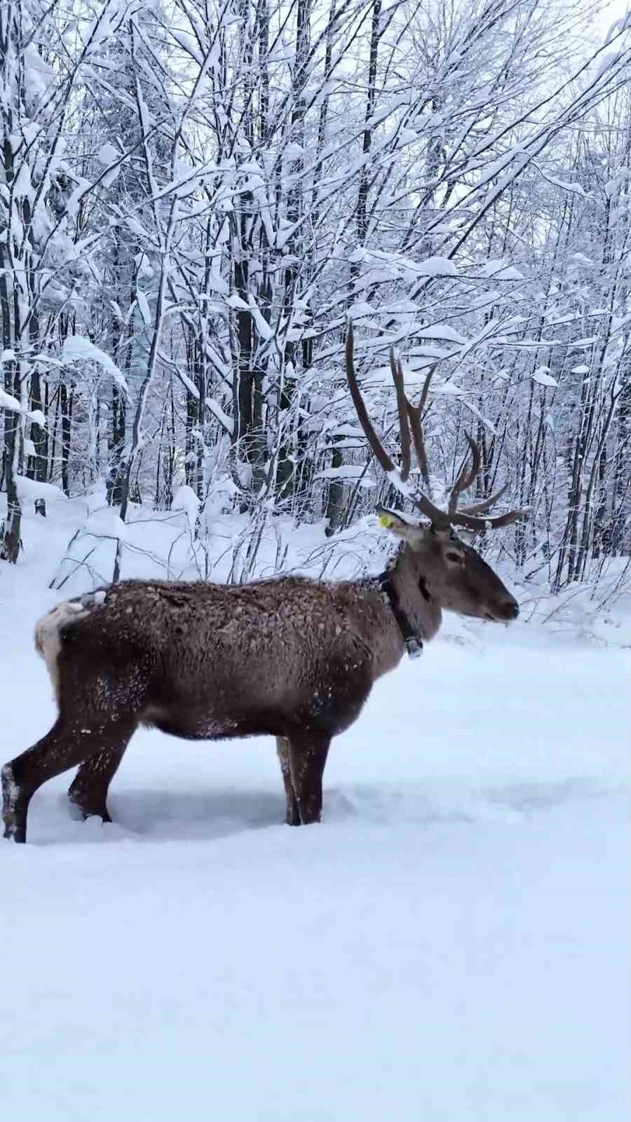 Karların arasında süzülen kızıl geyik havadan görüntülendi