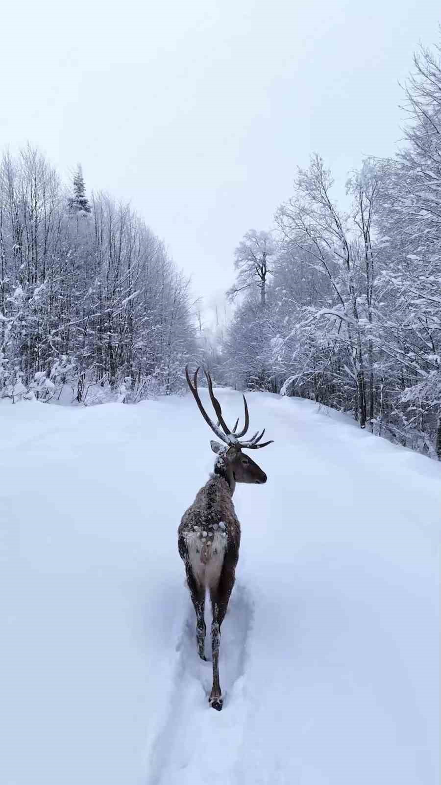 Karların arasında süzülen kızıl geyik havadan görüntülendi