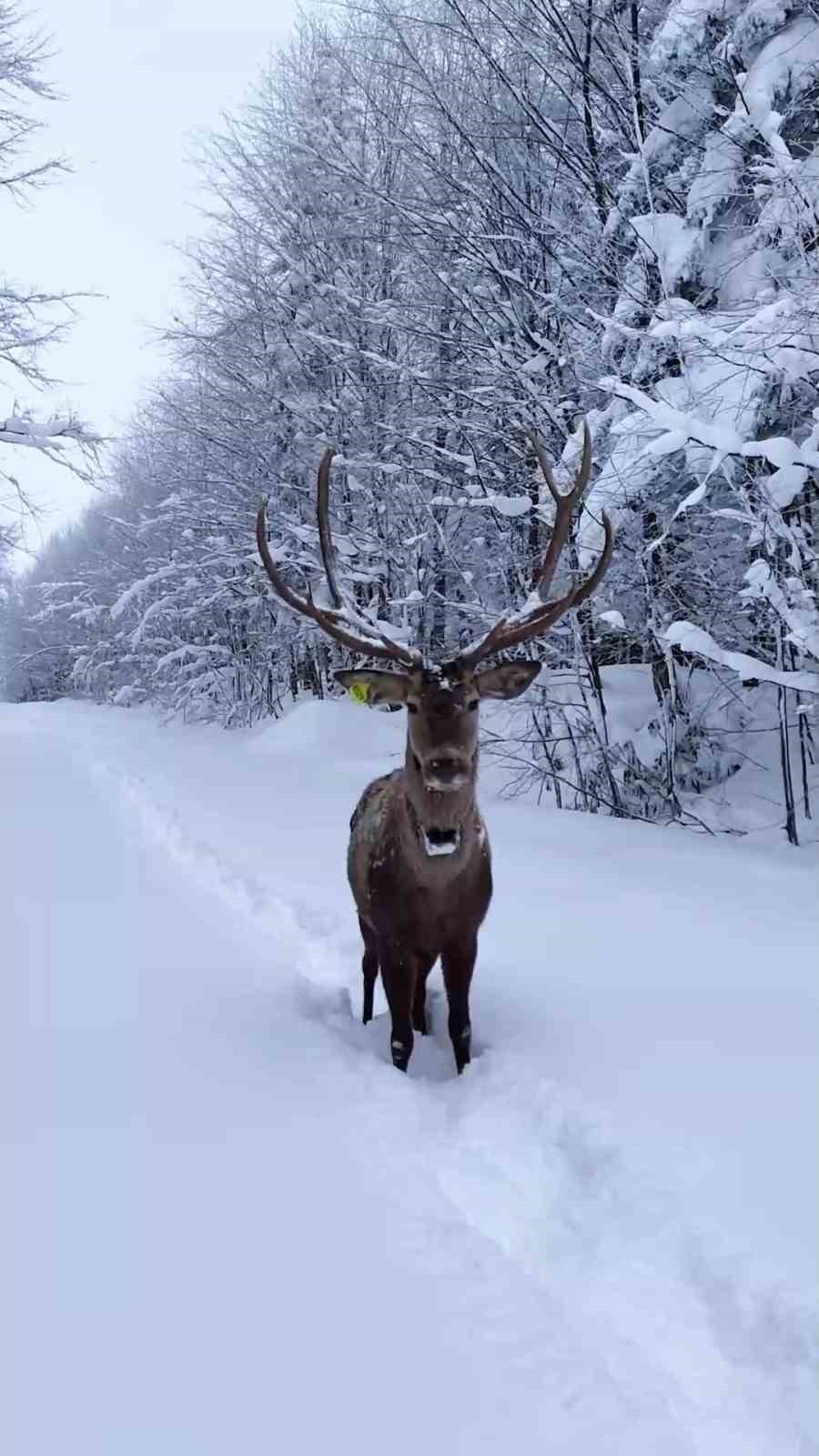 Karların arasında süzülen kızıl geyik havadan görüntülendi