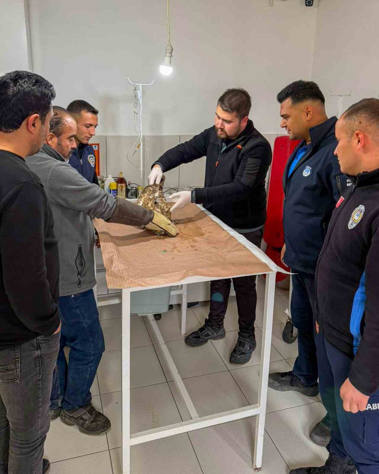 Kumluca’da yaralı atmaca tedavisi sonrası doğaya bırakıldı