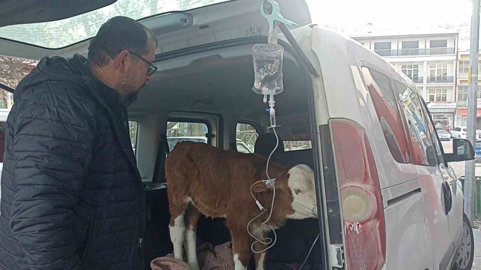 Dumandan zehirlenen 6 günlük buzağıya bagajda acil müdahale