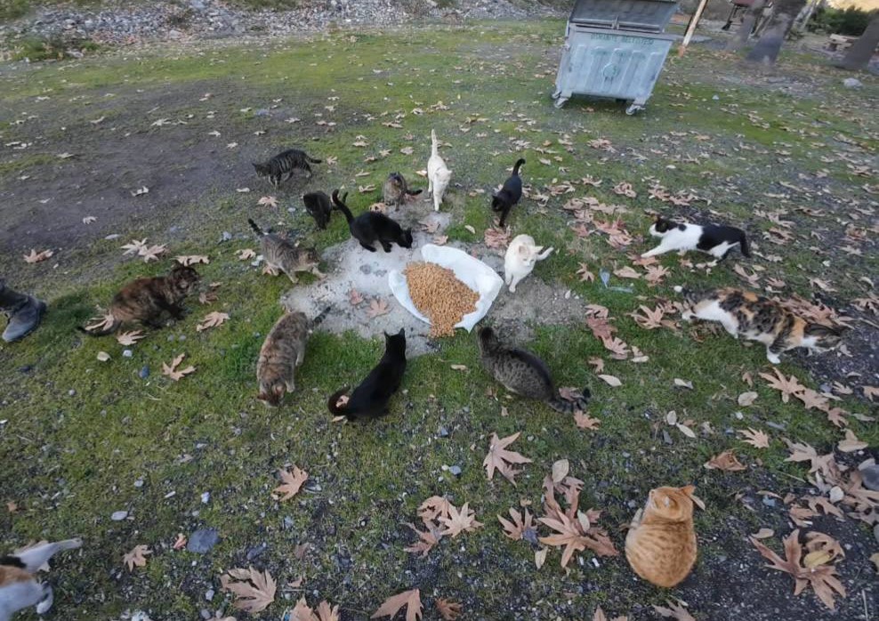 Motosiklet tutkunları Amanoslar’da yaban ve sokak hayvanlarını unutmadı