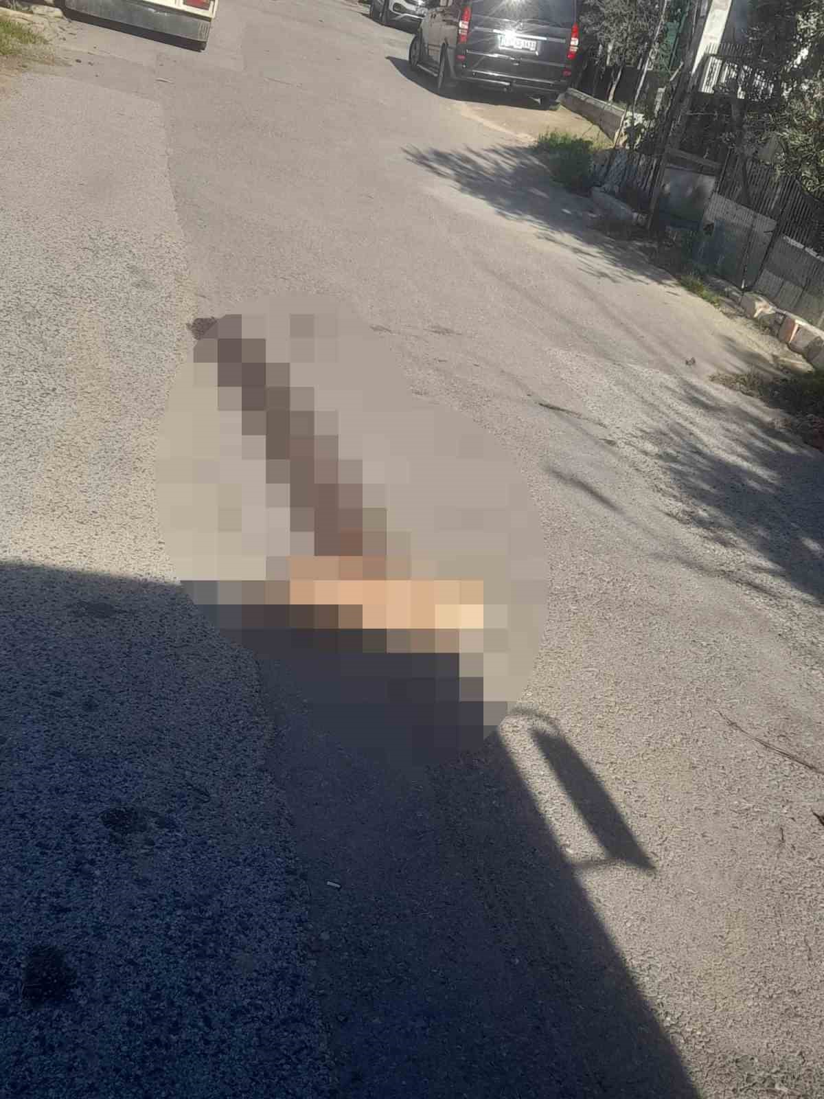 Yerde yatan köpeği ezip yoluna devam etti