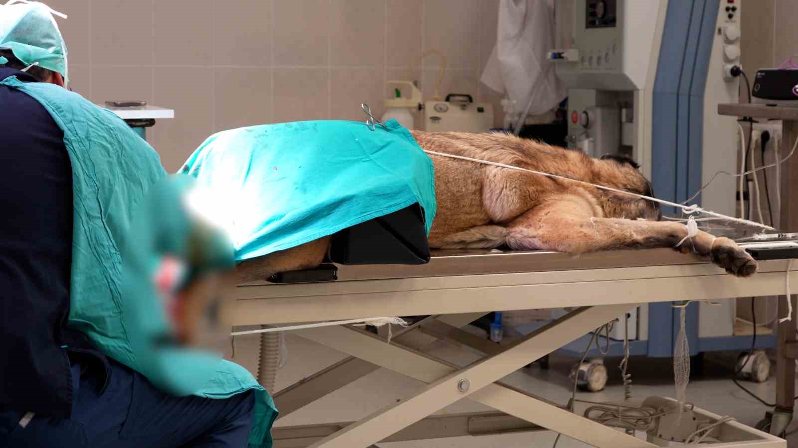 Sivas’ta açılan Acil Klinik’te yaralı hayvanlara mesai saatleri dışında da müdahale ediliyor