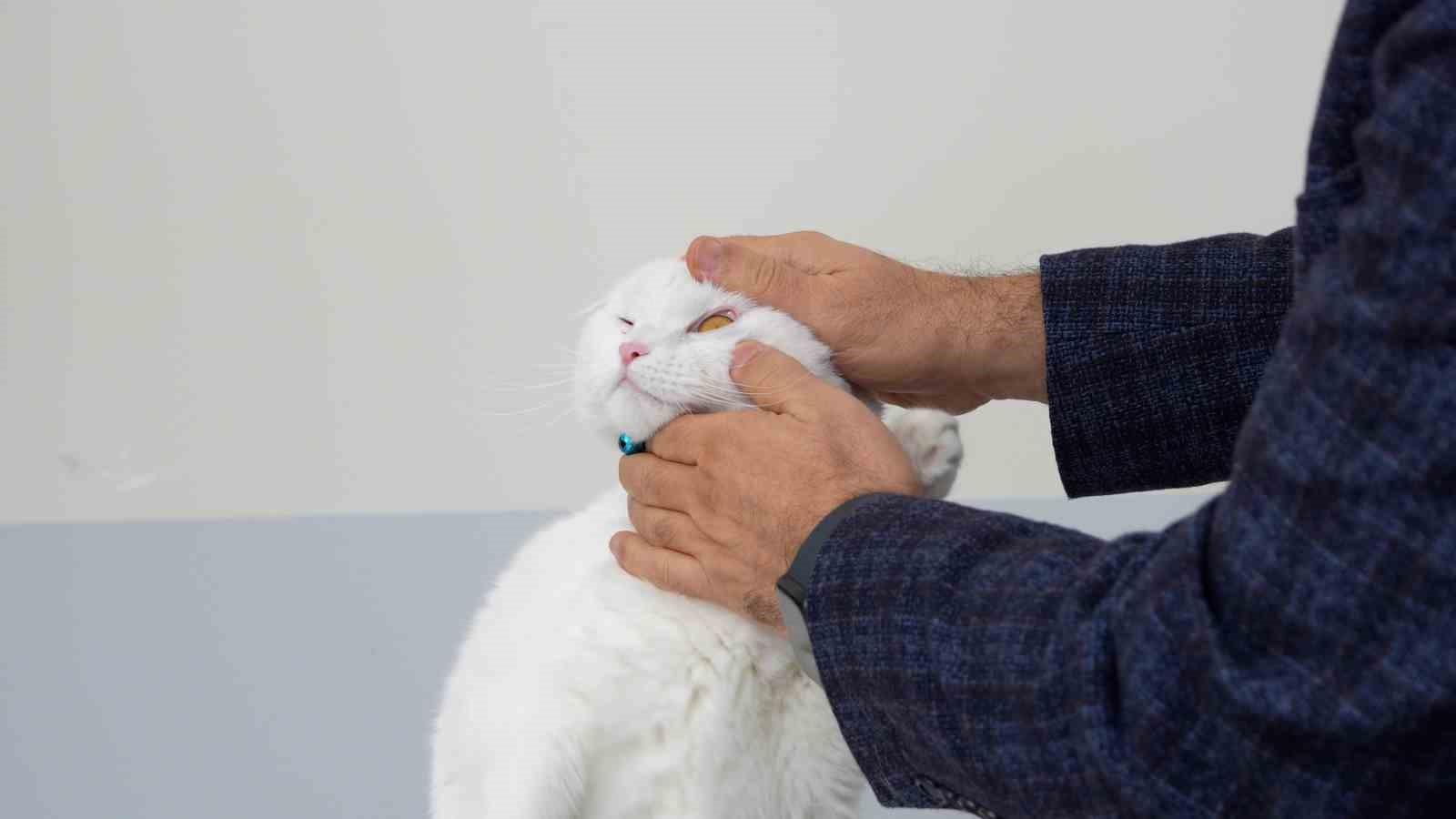 Sivas’ta açılan Acil Klinik’te yaralı hayvanlara mesai saatleri dışında da müdahale ediliyor