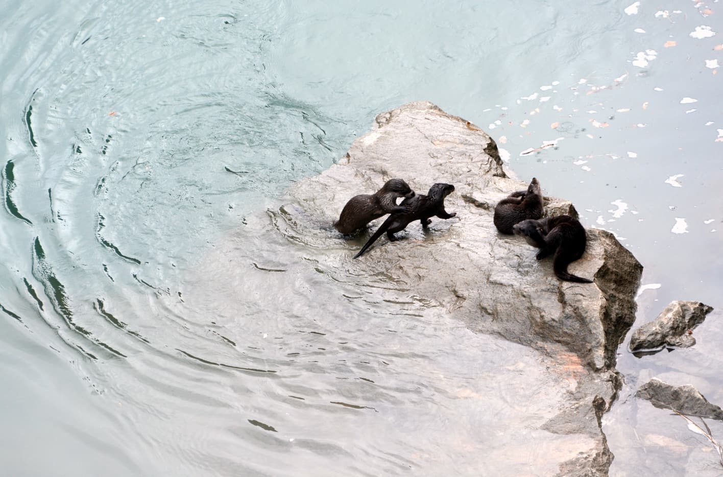 Fırat Nehri’nde 4 su samuru görüntülendi