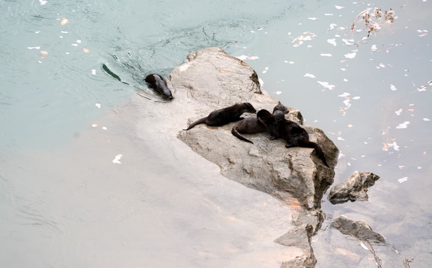 Fırat Nehri’nde 4 su samuru görüntülendi