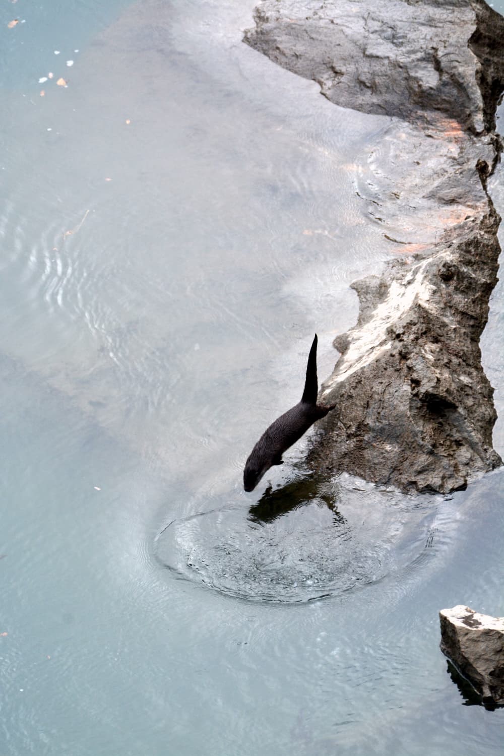 Fırat Nehri’nde 4 su samuru görüntülendi