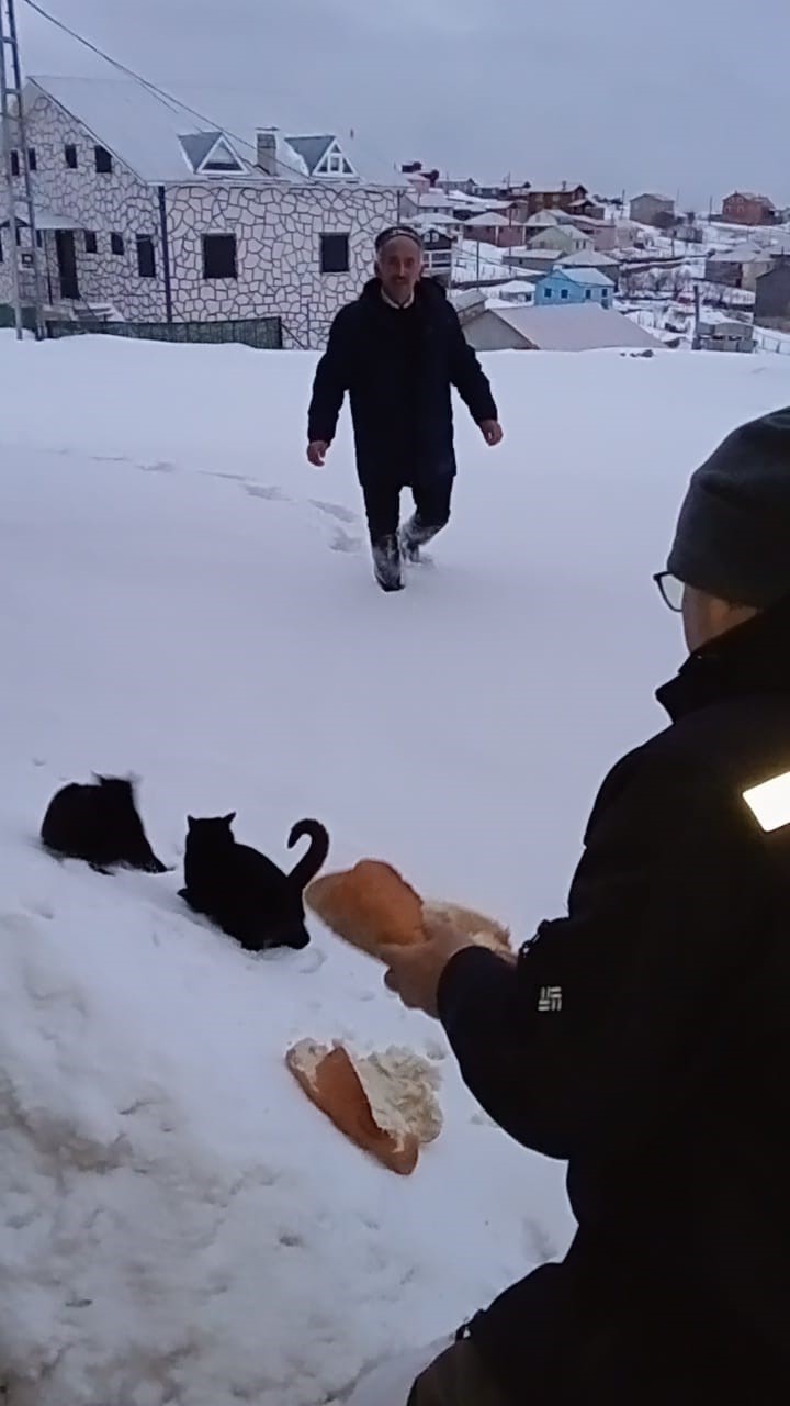 Kar altındaki yaylalarda hayvanlar için seferberlik