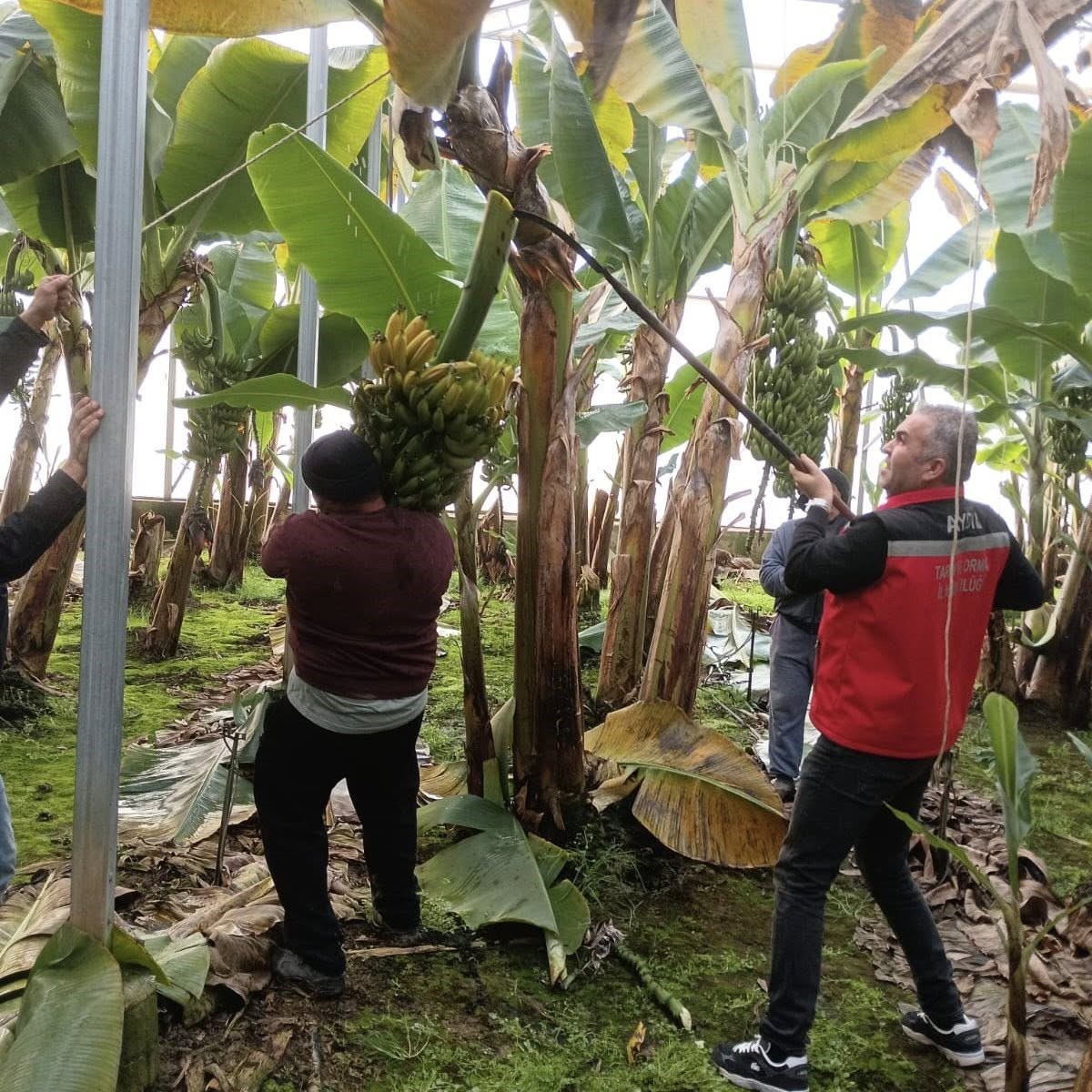 Efeler’de muz hasadı başladı