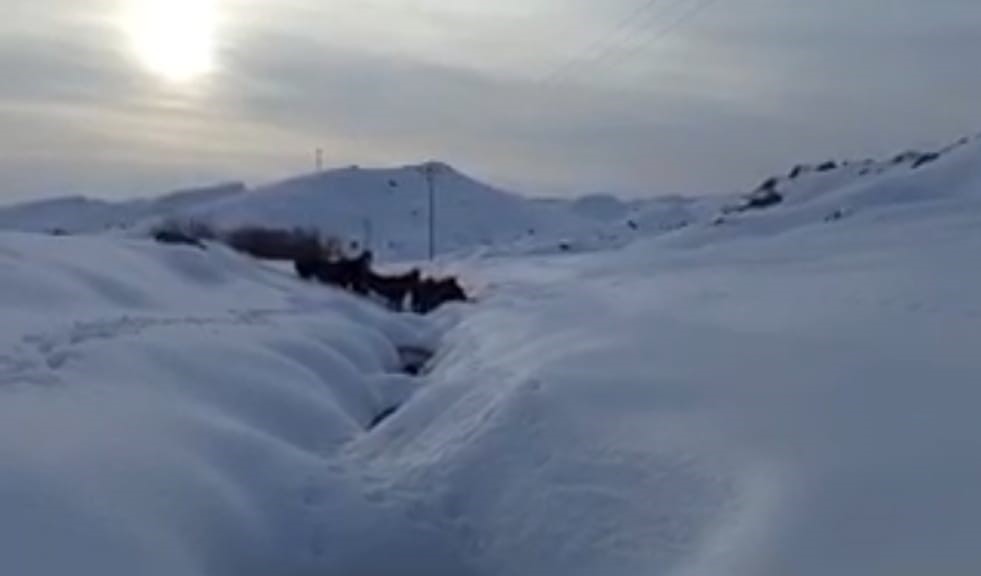 Batman’da dağda mahsur kalan 6 katır kurtarıldı