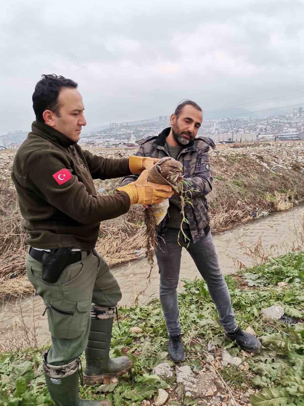 Yaralı şahin kurtarıldı
