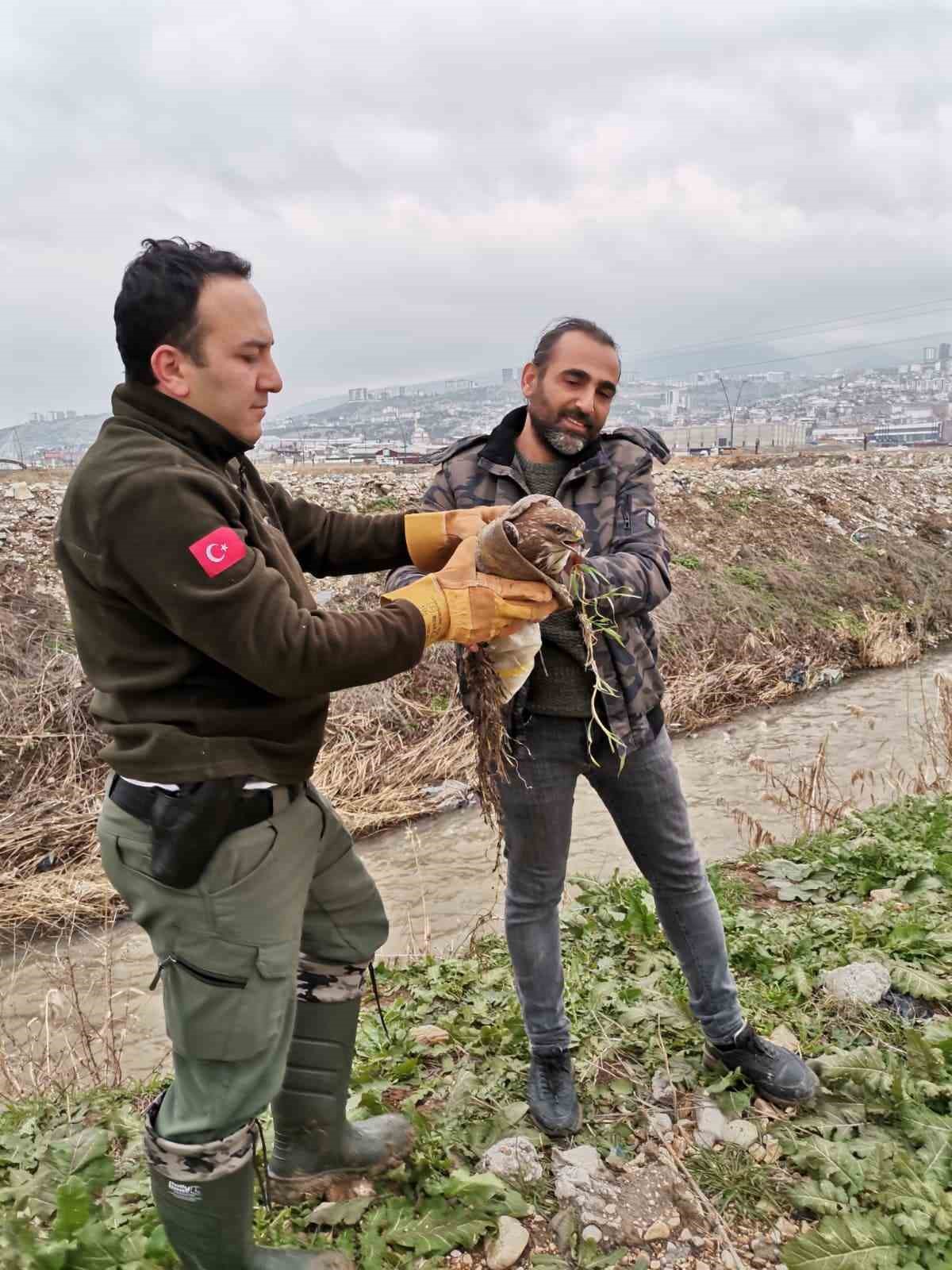 Yaralı şahin kurtarıldı
