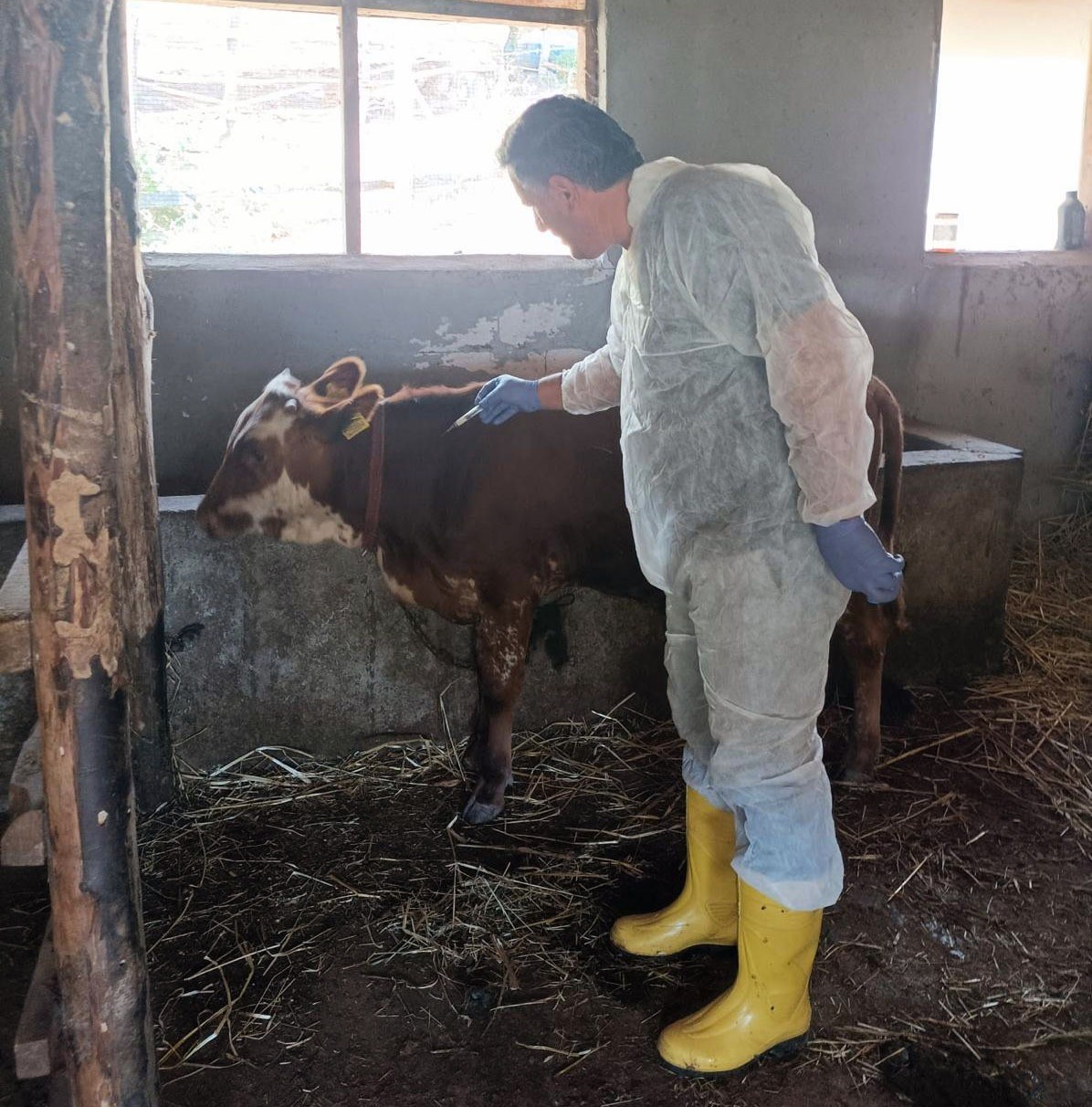 Yalova’da hayvan sağlığına yönelik çalışmalar sürüyor