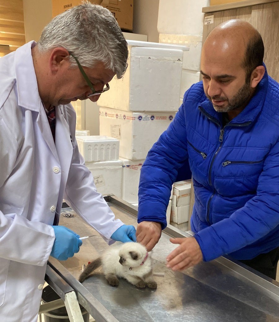 Yalova’da hayvan sağlığına yönelik çalışmalar sürüyor