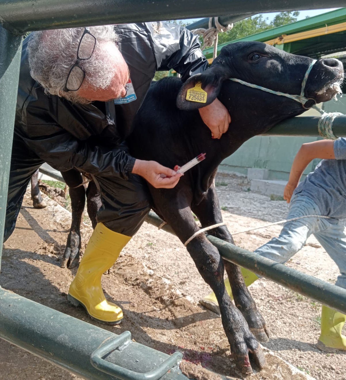 Yalova’da hayvan sağlığına yönelik çalışmalar sürüyor
