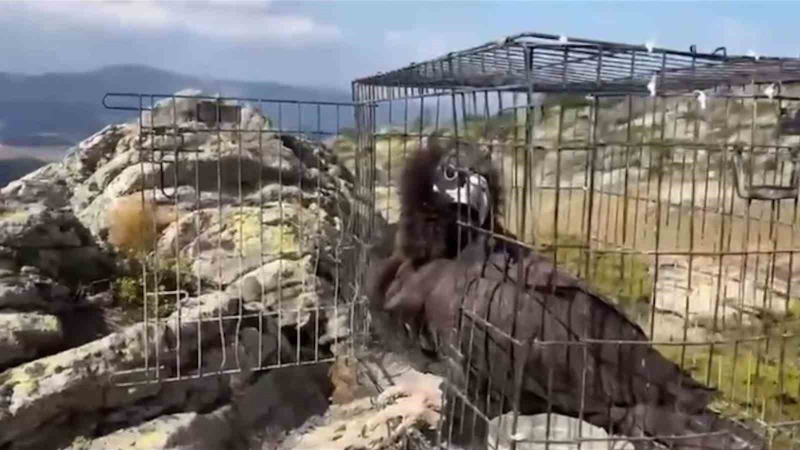 Bolu’da 132 yaban hayvanı tedavi edilerek doğaya salındı