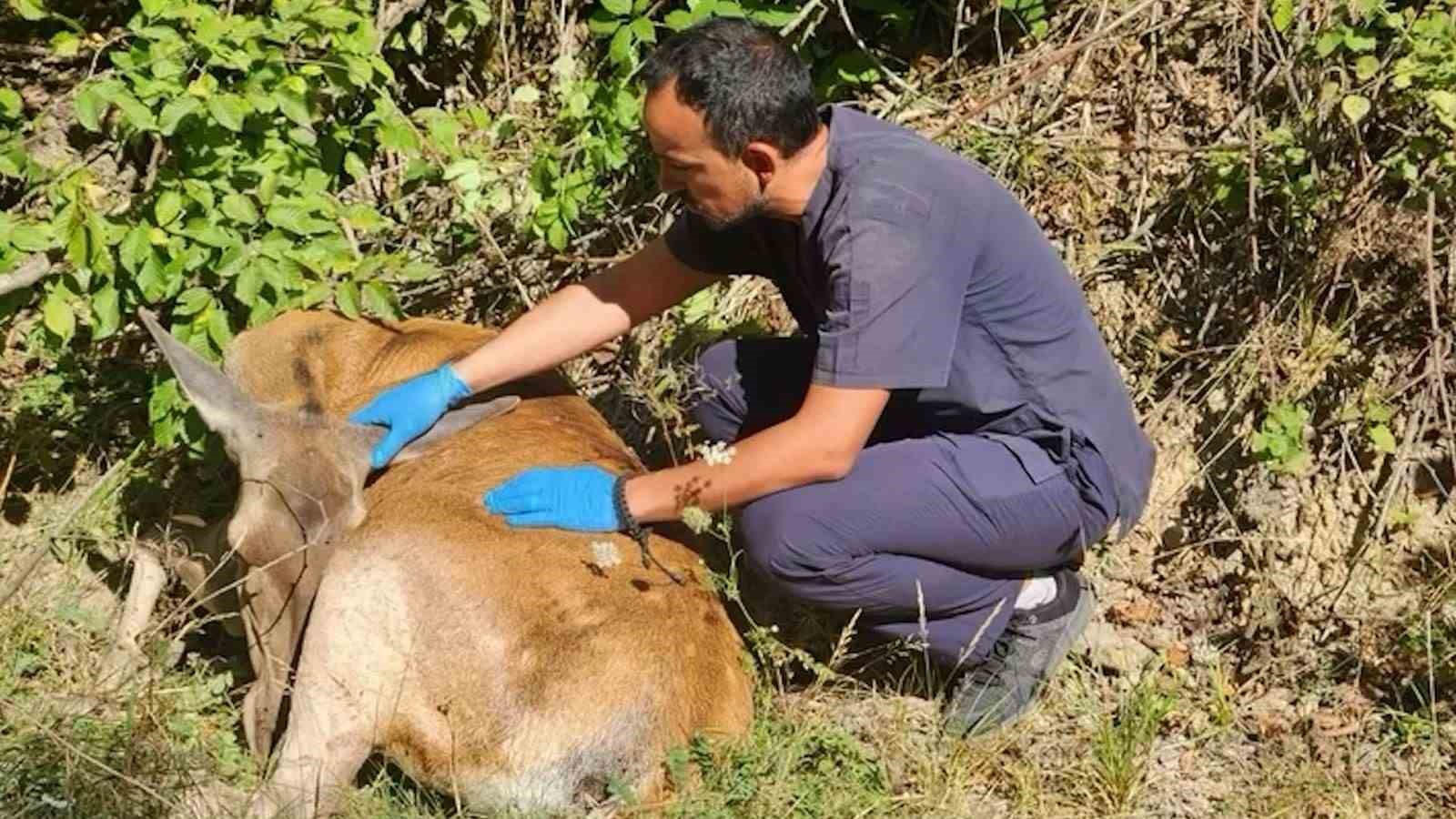 Bolu’da 132 yaban hayvanı tedavi edilerek doğaya salındı