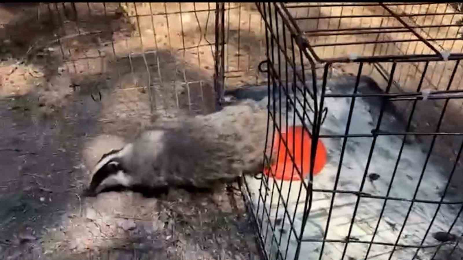 Bolu’da 132 yaban hayvanı tedavi edilerek doğaya salındı