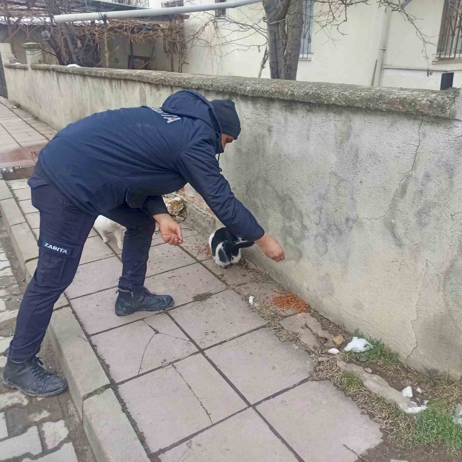 Taşköprü Belediyesi sokak hayvanlarını unutmuyor