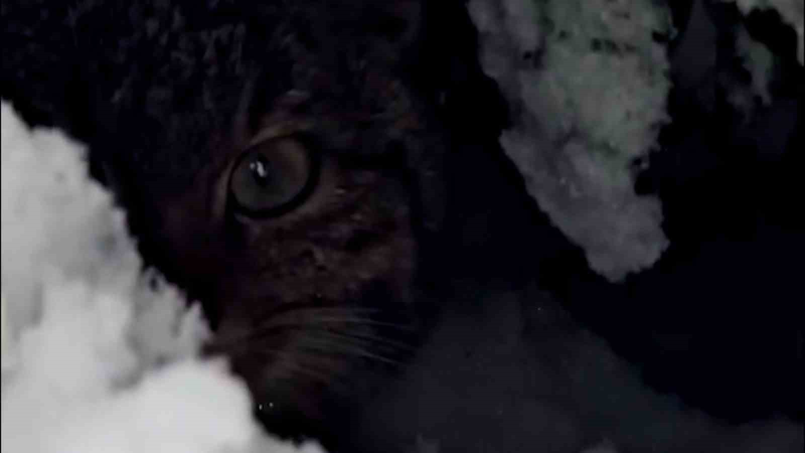 Bolu’da karlar arasında yaban kedisi görüntülendi