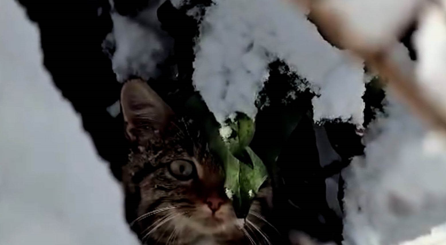 Bolu’da karlar arasında yaban kedisi görüntülendi