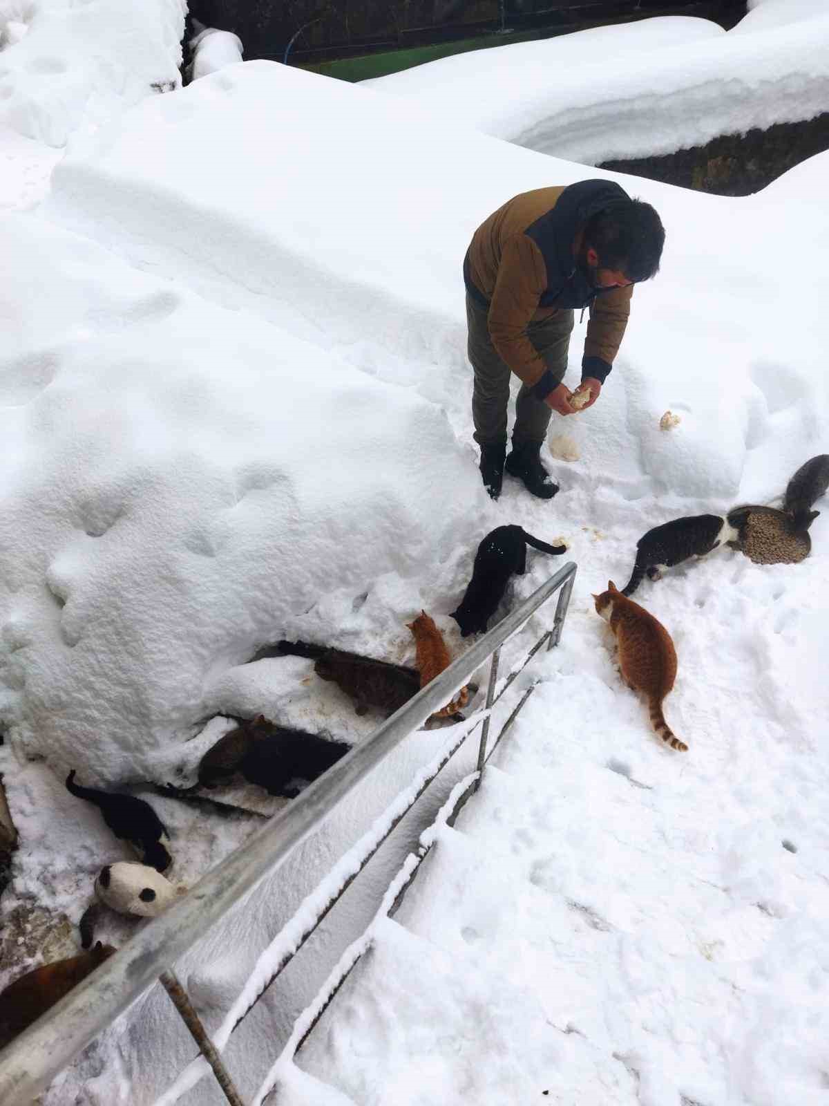 Kedilerin karda yürümeye çalıştığı anlar renkli görüntüler oluşturdu